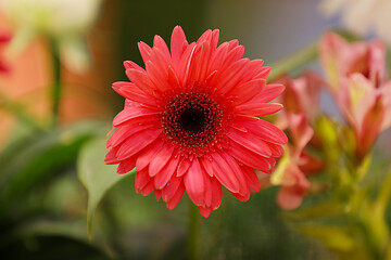 red gerbera flower
