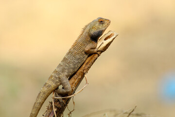 lizard on a tree