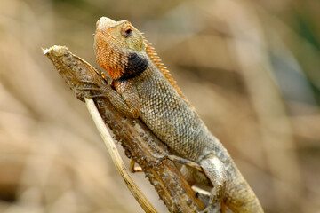 Chameleon resting in the afternoon on a dry branch