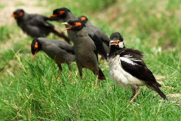 Asian pied bird drying its wing 