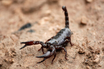 It is a black colored scorpion and is very dangerous