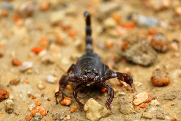It's a black scorpion is very poisonous