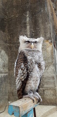 Close up Portrait of sleepy exotic owl