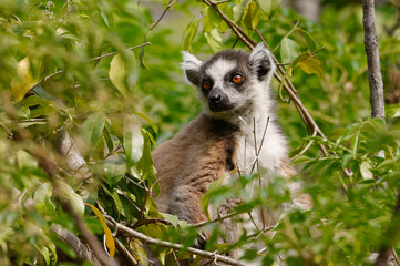 Ring-tailed lemur (Lemur catta) - Madagascar