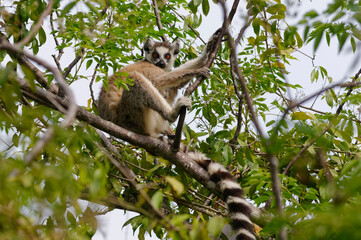 Ring-tailed lemur (Lemur catta) - Madagascar