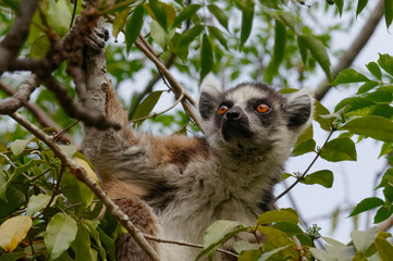Ring-tailed lemur (Lemur catta) - Madagascar