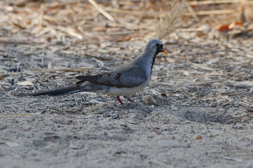 Namaqua dove (Oena capensis) - Isalo National Park, Madagascar