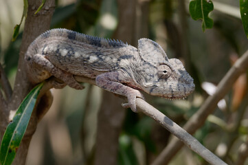 Malagasy giant chameleon (Furcifer oustaleti) - Madagascar