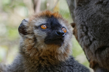 Red-fronted lemur (Eulemur rufifrons) - Madagascar © André LABETAA