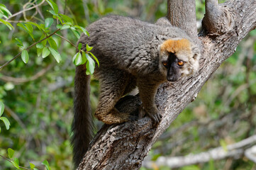 Red-fronted lemur (Eulemur rufifrons) - Madagascar