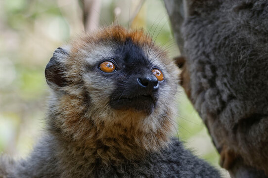Red-fronted lemur (Eulemur rufifrons) - Madagascar