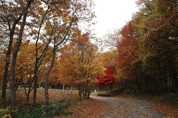 Fototapeta premium 日本の秋の美しいキャンプ場