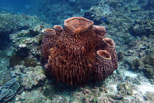Huge barrel sponge coral