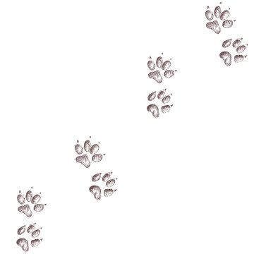 vector image of animal paws. 
animal tracks. diagonal tracks of animal footprints for T-shirts, backgrounds, children’s products, postcards, prints, fabrics, websites, design.