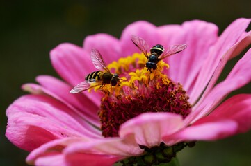 small wasps on the flower