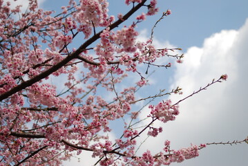 密蔵院　安行桜