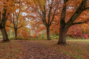 Fototapeta premium Autumn landscape in the Columbia River Gorge Oregon.