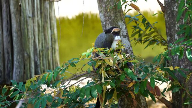 De Brazza's monkey on a tree in nature. Wild african animals