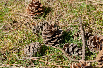 Pine cones on the ground in rural Suffolk, UK