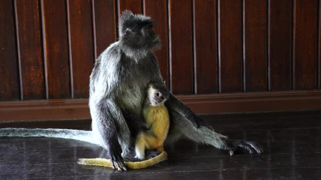 The silvery lutung, Trachypithecus cristatus, also known as the silvered leaf monkey or the silvery langur monkey. It is arboreal, living in coastal, mangrove, and riverine forests in Borneo, Malaysia