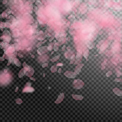 Sakura petals falling down. Romantic pink flowers 