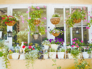 Lots of geranium pots decorate a large window with a white wood frame