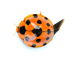 ladybug isolated on white background.