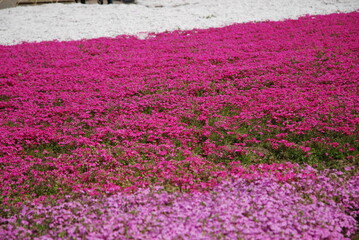 Naklejka premium 秩父羊山公園の芝桜