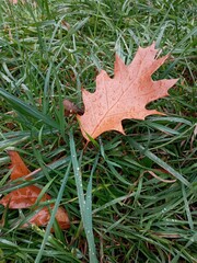 red maple leaf