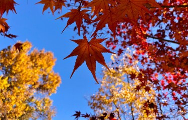 Beautiful red maple leaves on blue sky background