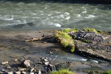 ducks on the river in the morning