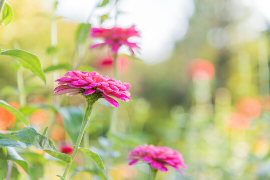 百日草 ジニア Images Browse 851 Stock Photos Vectors And Video Adobe Stock