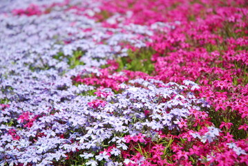 Obraz premium 秩父羊山公園の芝桜