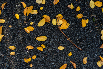 yellow autumn leaves