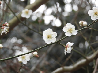 梅