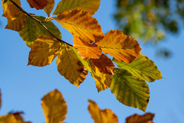 Blätter Buche1