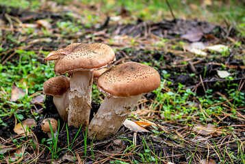Honey mushrooms in autumn forest