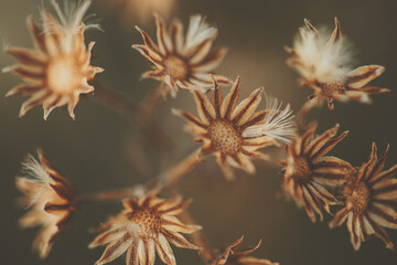 dandelion in the wind