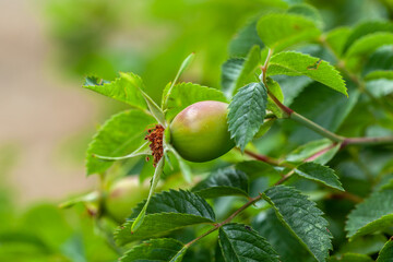 Green large raw rosehip berry