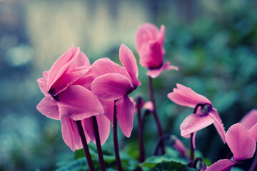 Cyclamen Repandum flowers