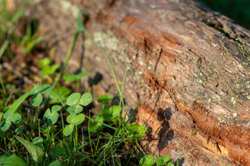 朝日をあびるクローバーと木の根