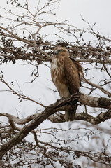 Madagascar buzzard 'Buteo brachypterus), Madagascar