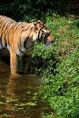 tiger in water