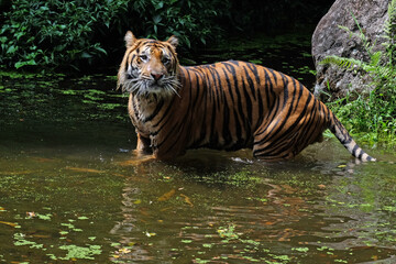 Plakat tiger in the water