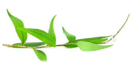 Persicaria odorata isolated on white.