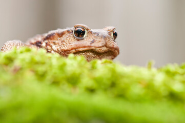 Common toad (Bufo bufo) at Monte Amiata, Tuscany, Italy.