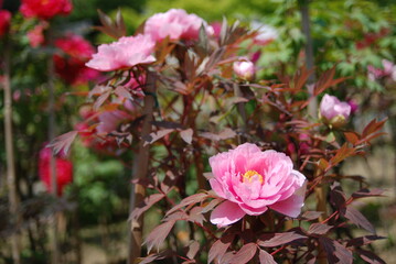 乙訓寺の牡丹（ぼたん）