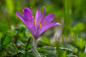 Crocus speciosus autumn blue purple flowering plant with orange yellow center, Biebersteins crocus flowers in bloom