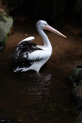 pelican on the beach