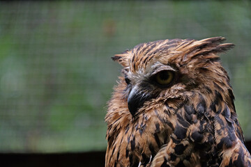 close up of a owl